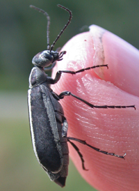 Margined Blister Beetle